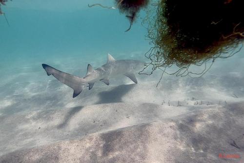 requin citron