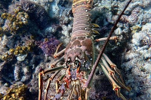 langouste